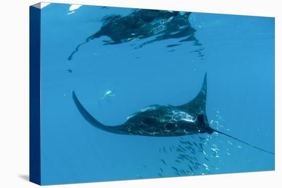 Manta Ray (Manta Birostris) Feeding-Louise Murray-Premier Image Canvas