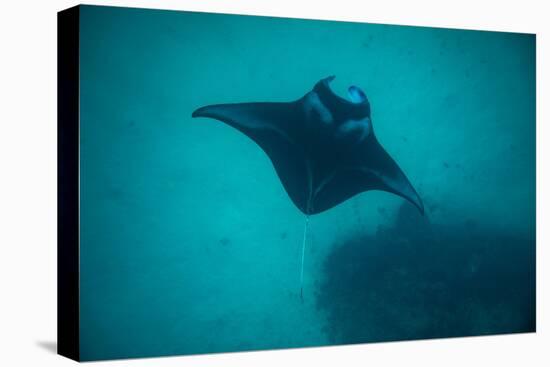 Manta Ray Swimming in the Pacific Ocean, Bora Bora, Society Islands, French Polynesia-null-Premier Image Canvas