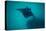 Manta Ray Swimming in the Pacific Ocean, Bora Bora, Society Islands, French Polynesia-null-Premier Image Canvas