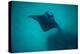 Manta Ray Swimming in the Pacific Ocean, Bora Bora, Society Islands, French Polynesia-null-Premier Image Canvas