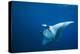 Manta Ray with Remora (Manta Birostris)-Reinhard Dirscherl-Premier Image Canvas