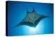 Manta Ray with Remora (Manta Birostris)-Reinhard Dirscherl-Premier Image Canvas