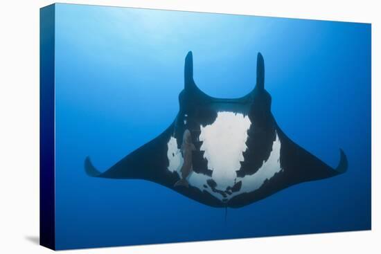 Manta Ray with Remora (Manta Birostris)-Reinhard Dirscherl-Premier Image Canvas