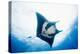 Manta Ray-Stuart Westmorland-Premier Image Canvas