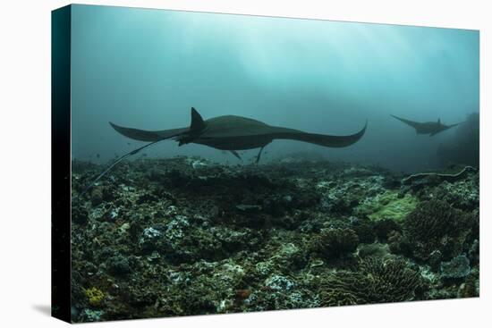 Manta Rays Swims Through a Current-Swept Channel in Indonesia-Stocktrek Images-Premier Image Canvas