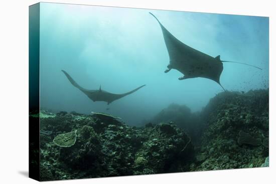 Manta Rays Swims Through a Current-Swept Channel in Indonesia-Stocktrek Images-Premier Image Canvas