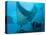 Manta Rays with Diver, Yap Island, Caroline Islands, Micronesia-Amos Nachoum-Premier Image Canvas
