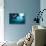 Manta Rays-Matthew Oldfield-Premier Image Canvas displayed on a wall