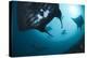 Manta Rays-Matthew Oldfield-Premier Image Canvas