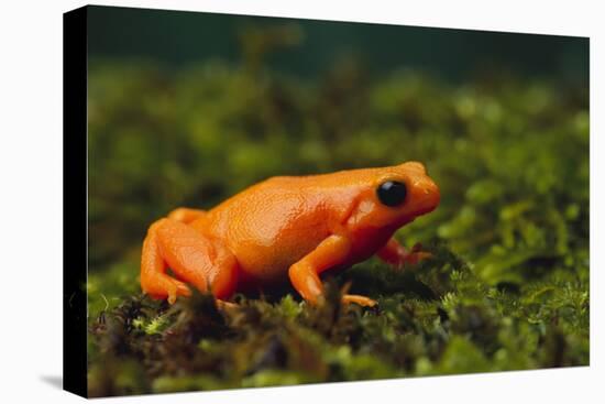 Mantella Aurantiaca-DLILLC-Premier Image Canvas