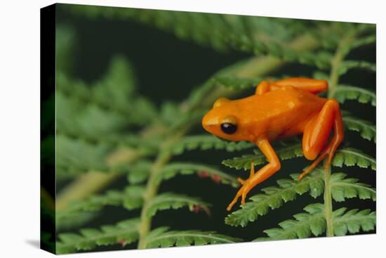 Mantella Aurantiaca-DLILLC-Premier Image Canvas