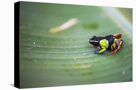 Mantella Baroni, a Frog Endemic to Madagascar, Africa-Matthew Williams-Ellis-Premier Image Canvas