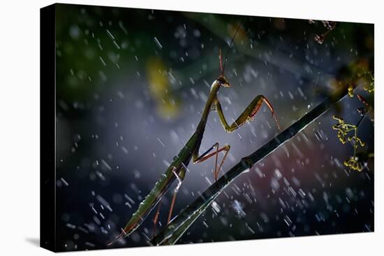 Mantis in the Rain-Antonio Grambone-Premier Image Canvas