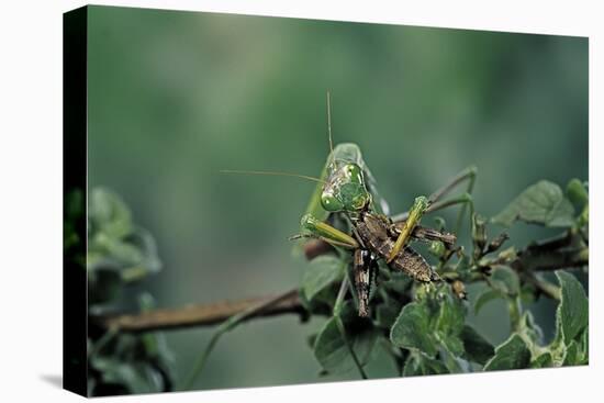 Mantis Religiosa (Praying Mantis) - Feeding on a Grasshopper-Paul Starosta-Premier Image Canvas