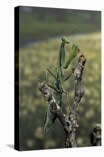 Mantis Religiosa (Praying Mantis) - Female Ready to Lay-Paul Starosta-Premier Image Canvas