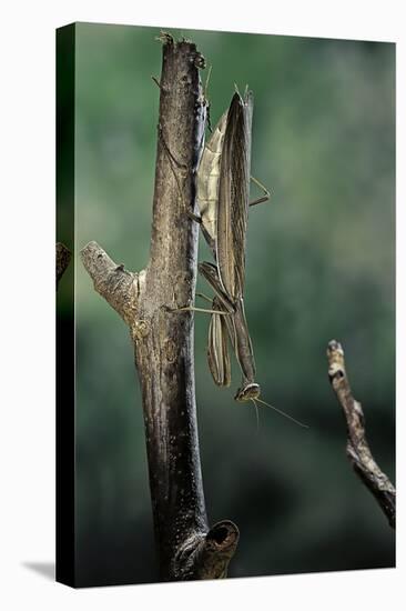 Mantis Religiosa (Praying Mantis) - Female Ready to Lay-Paul Starosta-Premier Image Canvas