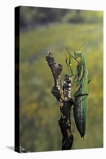 Mantis Religiosa (Praying Mantis) - Female Ready to Lay-Paul Starosta-Premier Image Canvas