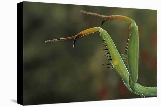 Mantis Religiosa (Praying Mantis) - Forelegs-Paul Starosta-Premier Image Canvas