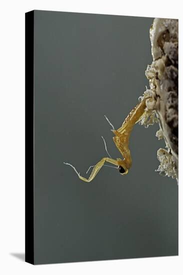 Mantis Religiosa (Praying Mantis) - Hatching-Paul Starosta-Premier Image Canvas