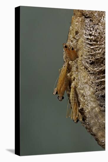 Mantis Religiosa (Praying Mantis) - Hatching-Paul Starosta-Premier Image Canvas