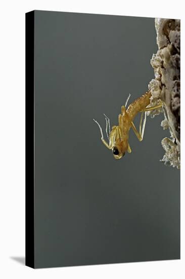 Mantis Religiosa (Praying Mantis) - Hatching-Paul Starosta-Premier Image Canvas