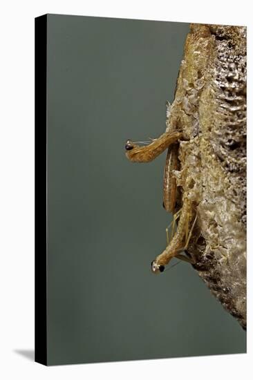 Mantis Religiosa (Praying Mantis) - Hatching-Paul Starosta-Premier Image Canvas