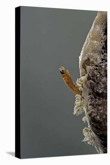 Mantis Religiosa (Praying Mantis) - Hatching-Paul Starosta-Premier Image Canvas