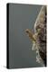 Mantis Religiosa (Praying Mantis) - Hatching-Paul Starosta-Premier Image Canvas
