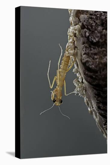 Mantis Religiosa (Praying Mantis) - Hatching-Paul Starosta-Premier Image Canvas