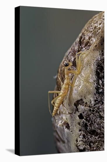 Mantis Religiosa (Praying Mantis) - Hatching-Paul Starosta-Premier Image Canvas