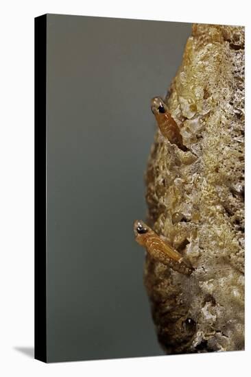 Mantis Religiosa (Praying Mantis) - Hatching-Paul Starosta-Premier Image Canvas