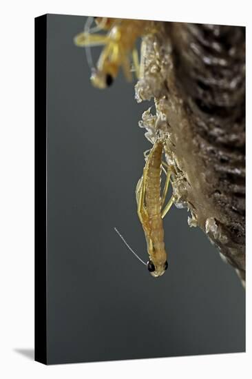 Mantis Religiosa (Praying Mantis) - Hatching-Paul Starosta-Premier Image Canvas