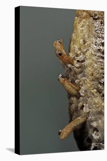 Mantis Religiosa (Praying Mantis) - Hatching-Paul Starosta-Premier Image Canvas