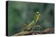 Mantis Religiosa (Praying Mantis) - in Defensive Posture, Threat Display-Paul Starosta-Premier Image Canvas