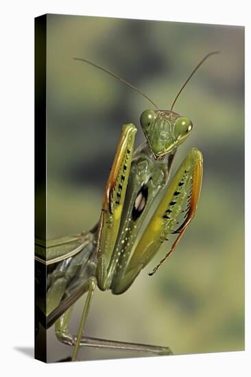 Mantis Religiosa (Praying Mantis) - in Defensive Posture, Threat Display-Paul Starosta-Premier Image Canvas