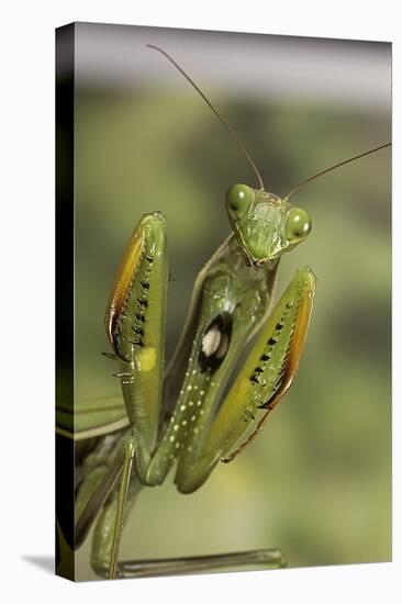 Mantis Religiosa (Praying Mantis) - in Defensive Posture, Threat Display-Paul Starosta-Premier Image Canvas