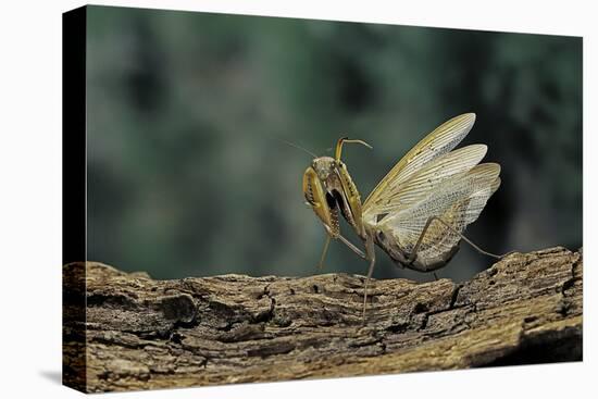 Mantis Religiosa (Praying Mantis) - in Defensive Posture, Threat Display-Paul Starosta-Premier Image Canvas