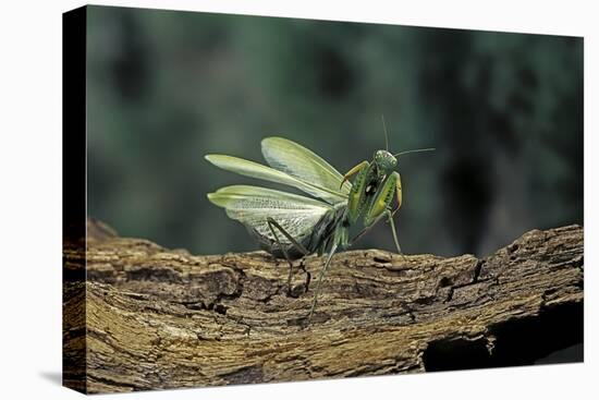 Mantis Religiosa (Praying Mantis) - in Defensive Posture, Threat Display-Paul Starosta-Premier Image Canvas