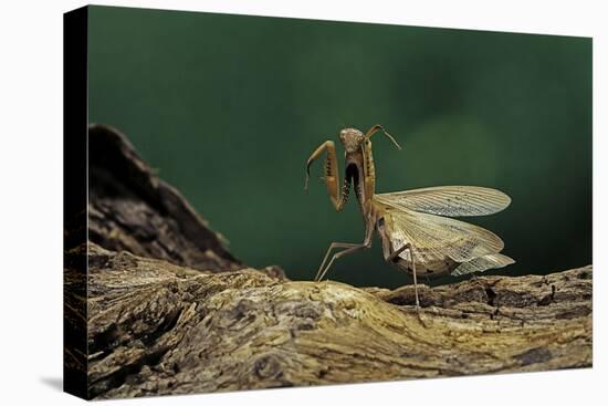 Mantis Religiosa (Praying Mantis) - in Defensive Posture, Threat Display-Paul Starosta-Premier Image Canvas