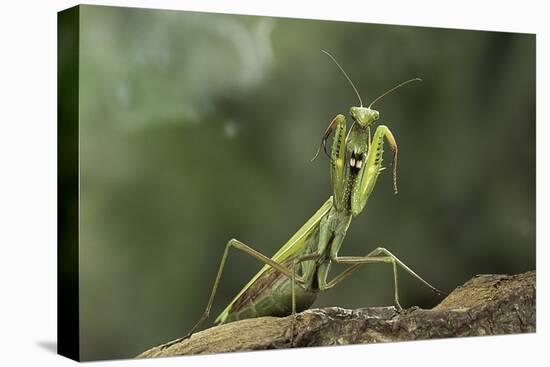 Mantis Religiosa (Praying Mantis) - in Defensive Posture, Threat Display-Paul Starosta-Premier Image Canvas