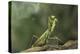 Mantis Religiosa (Praying Mantis) - in Defensive Posture, Threat Display-Paul Starosta-Premier Image Canvas