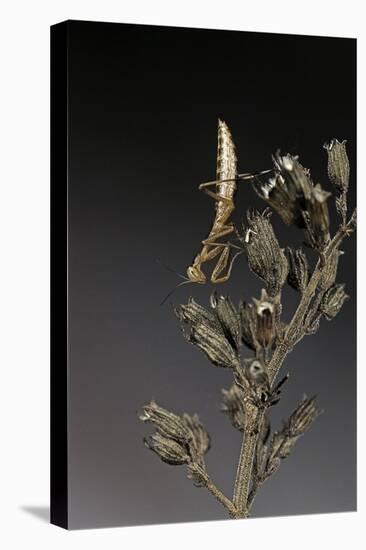 Mantis Religiosa (Praying Mantis) - Larva-Paul Starosta-Premier Image Canvas