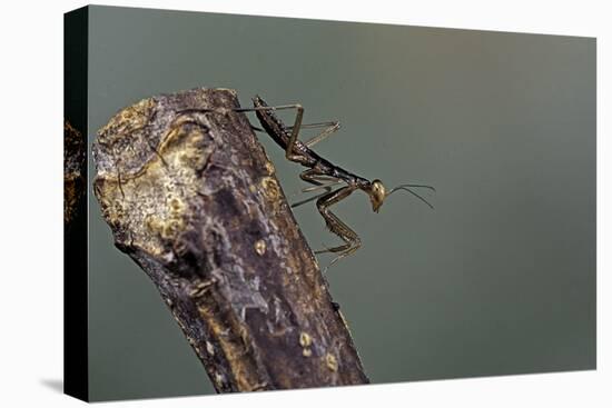 Mantis Religiosa (Praying Mantis) - Larva-Paul Starosta-Premier Image Canvas