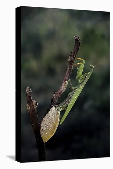 Mantis Religiosa (Praying Mantis) - Laying-Paul Starosta-Premier Image Canvas