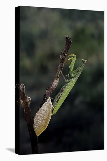 Mantis Religiosa (Praying Mantis) - Laying-Paul Starosta-Premier Image Canvas