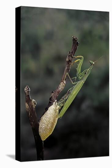 Mantis Religiosa (Praying Mantis) - Laying-Paul Starosta-Premier Image Canvas