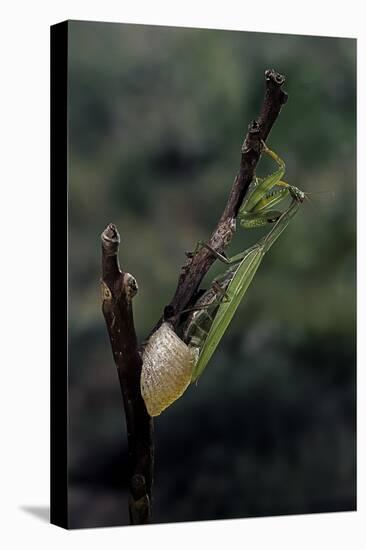 Mantis Religiosa (Praying Mantis) - Laying-Paul Starosta-Premier Image Canvas