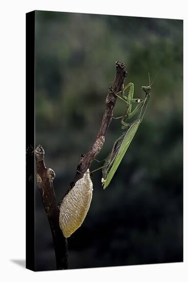 Mantis Religiosa (Praying Mantis) - Laying-Paul Starosta-Premier Image Canvas