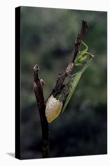 Mantis Religiosa (Praying Mantis) - Laying-Paul Starosta-Premier Image Canvas