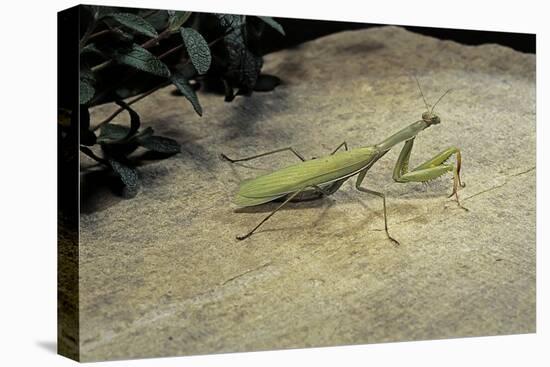 Mantis Religiosa (Praying Mantis) - on Stone-Paul Starosta-Premier Image Canvas